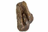 Triceratops Tooth - Montana #109083-1